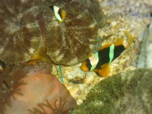 Carpet-anemoneme-clownfish