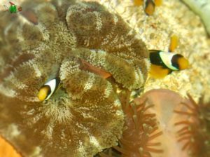 Sea-anemone-clownfish