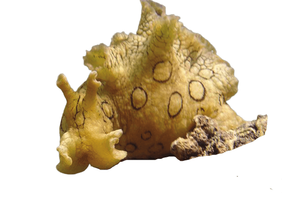 Aplysia dactylomela