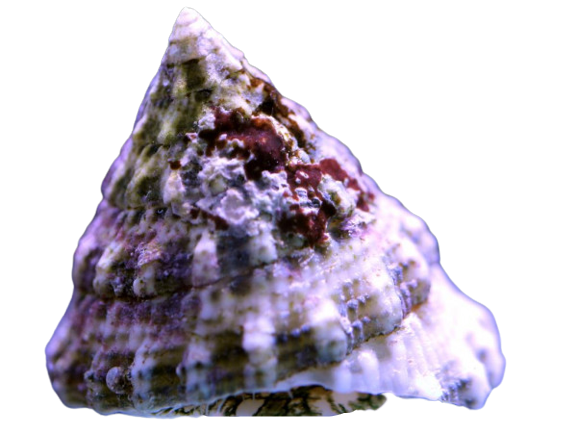Tectus pyramid snail