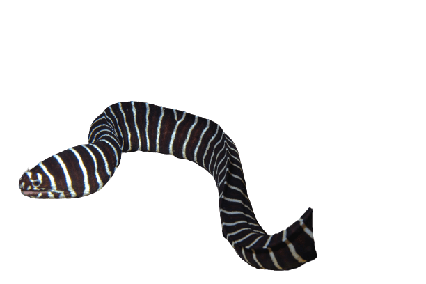 Echidna zebra