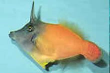 Alutera Red Tail Filefish(Kenya color)