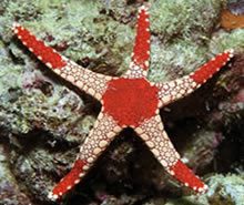 Bicolor Star Fish