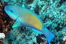 Bicolour Parrotfishes