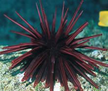 Black patched Sea Urchin
