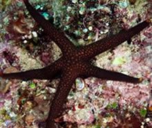 Brown Red Spotted Star Fish