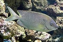 Brown-spotted Spinefoot