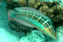 East African Wrasse