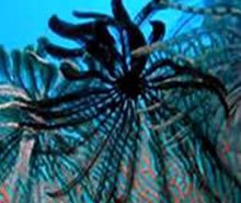 Feather Star Fish