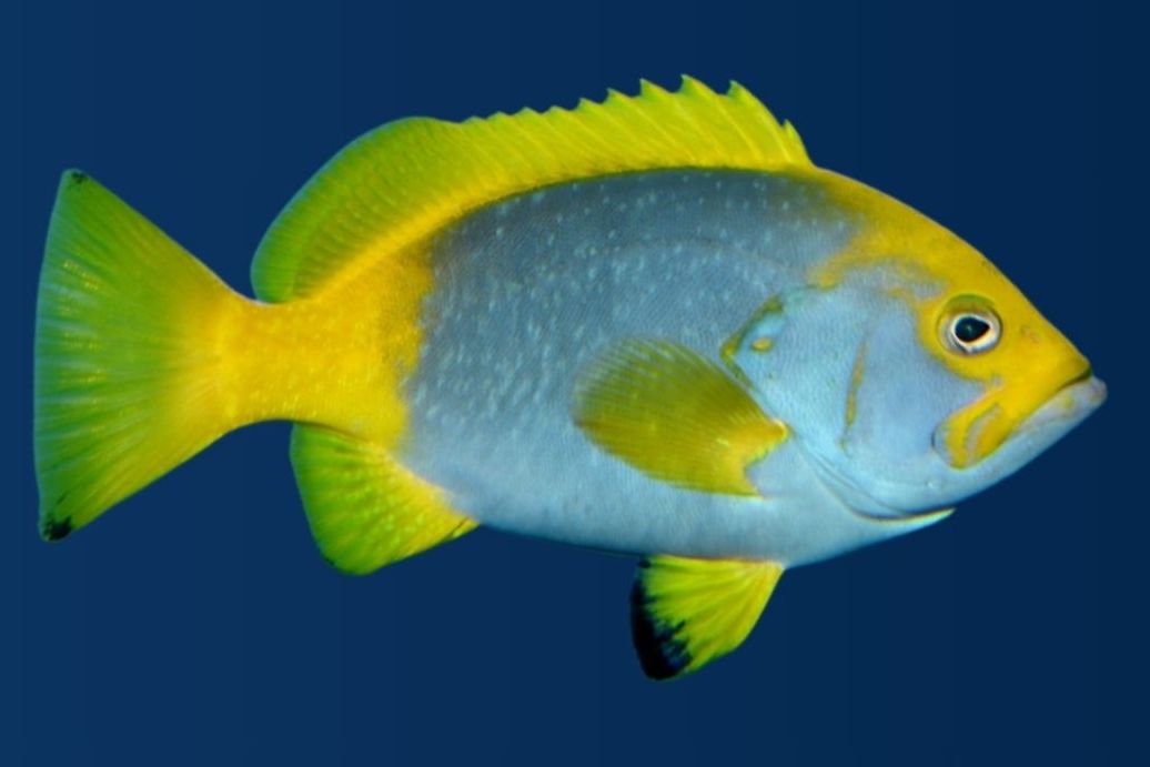Blue- Yellow Grouper