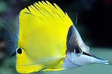 Long-nosed butterflyfish