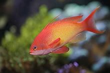 Lyretail Coralfish(nice color)
