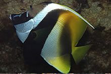 Masked Bannerfish