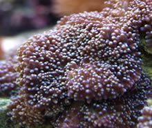 Original Coral Anemone Blue
