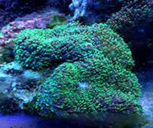 Original Coral Animone Green