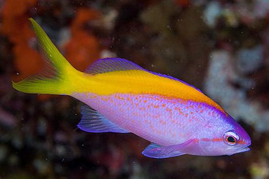 Mirolabrichthys Evansi