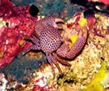 Spotted Trapeze Crab