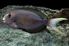 Thompsons Surgeonfish