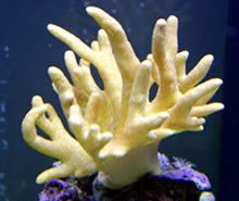 Yellow Finger Leather Polyp