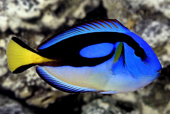 Paracanthurus hepatus