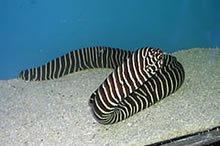 Zebra Eels