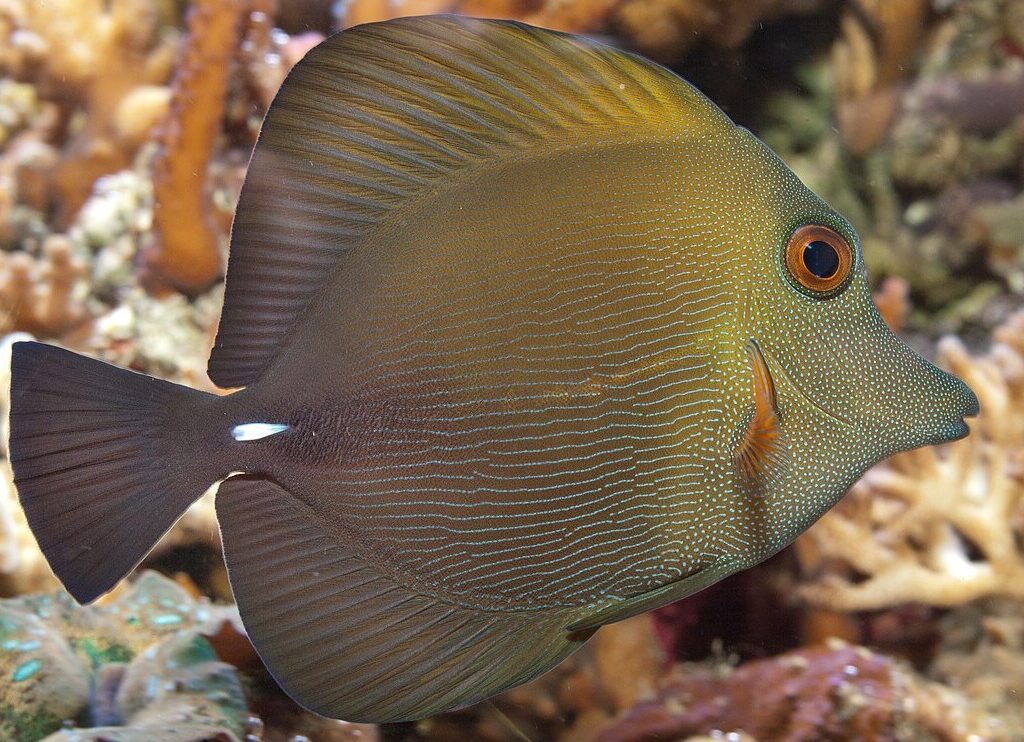 Zebrasoma Scopas