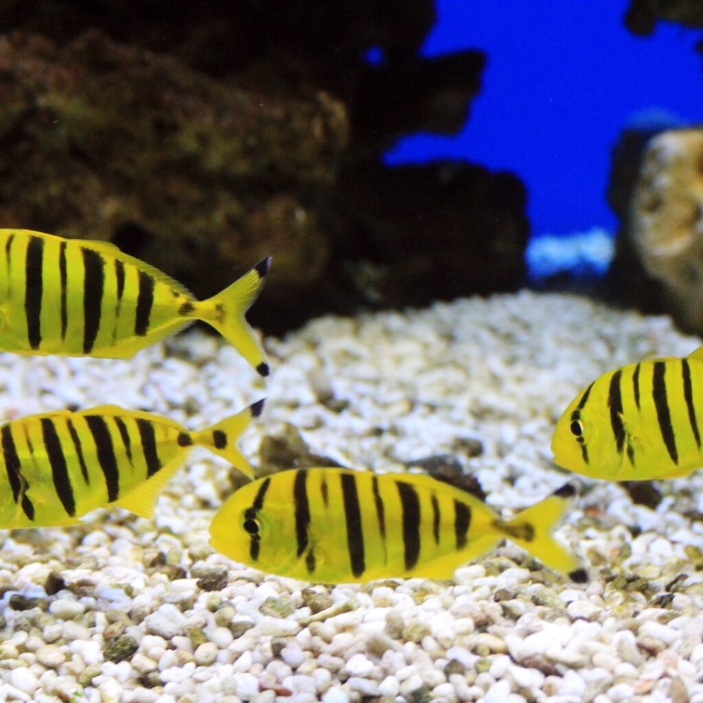 Gnathanodon speciosus