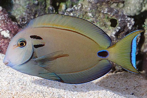 Acanthurus tennenti