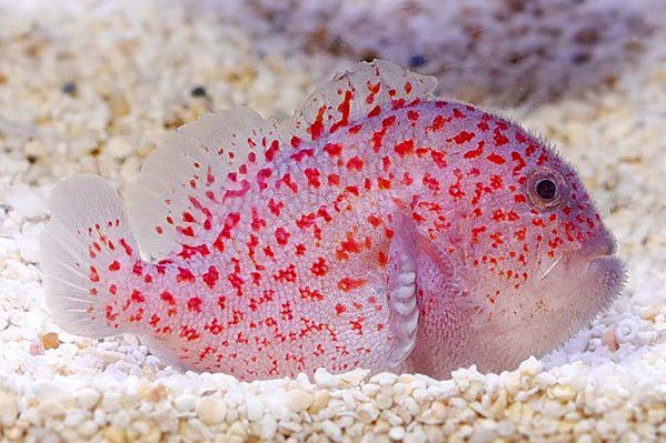 Caracanthus madagascariensis