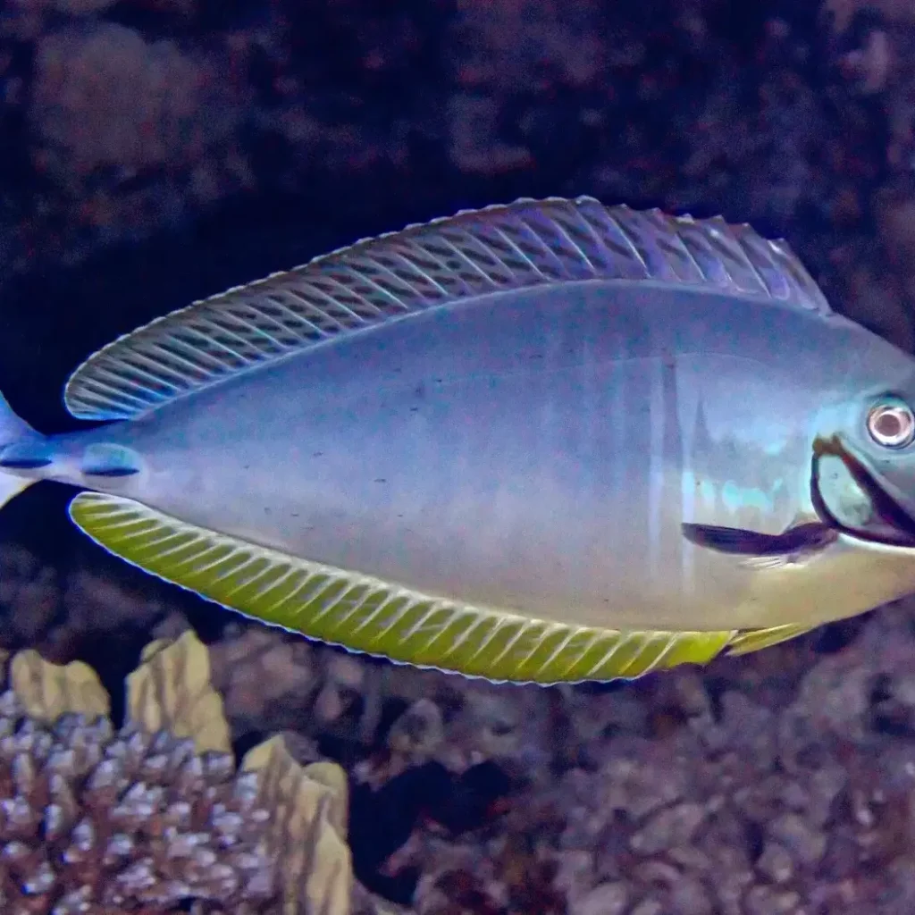 Naso hexacanthus