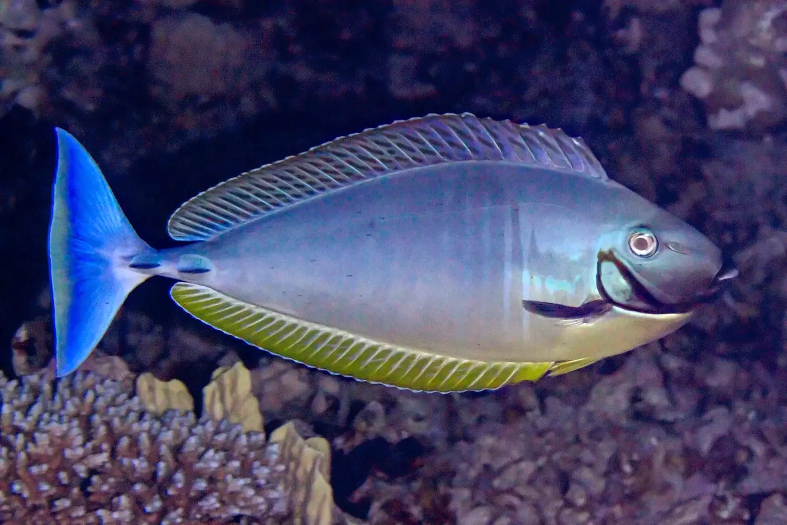 Naso hexacanthus