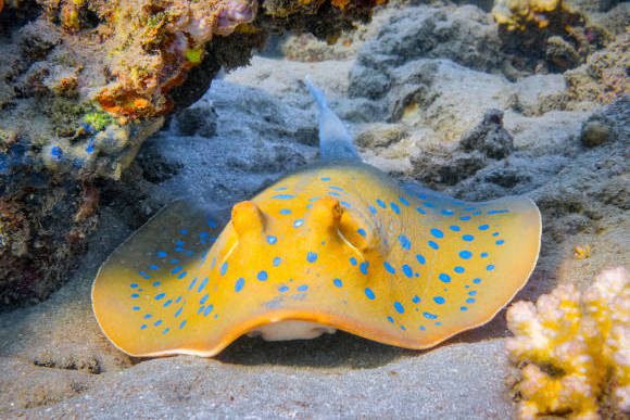 Bluespotted Ribbontail Ray