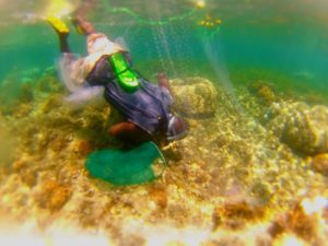 Diving for tropical marine fish