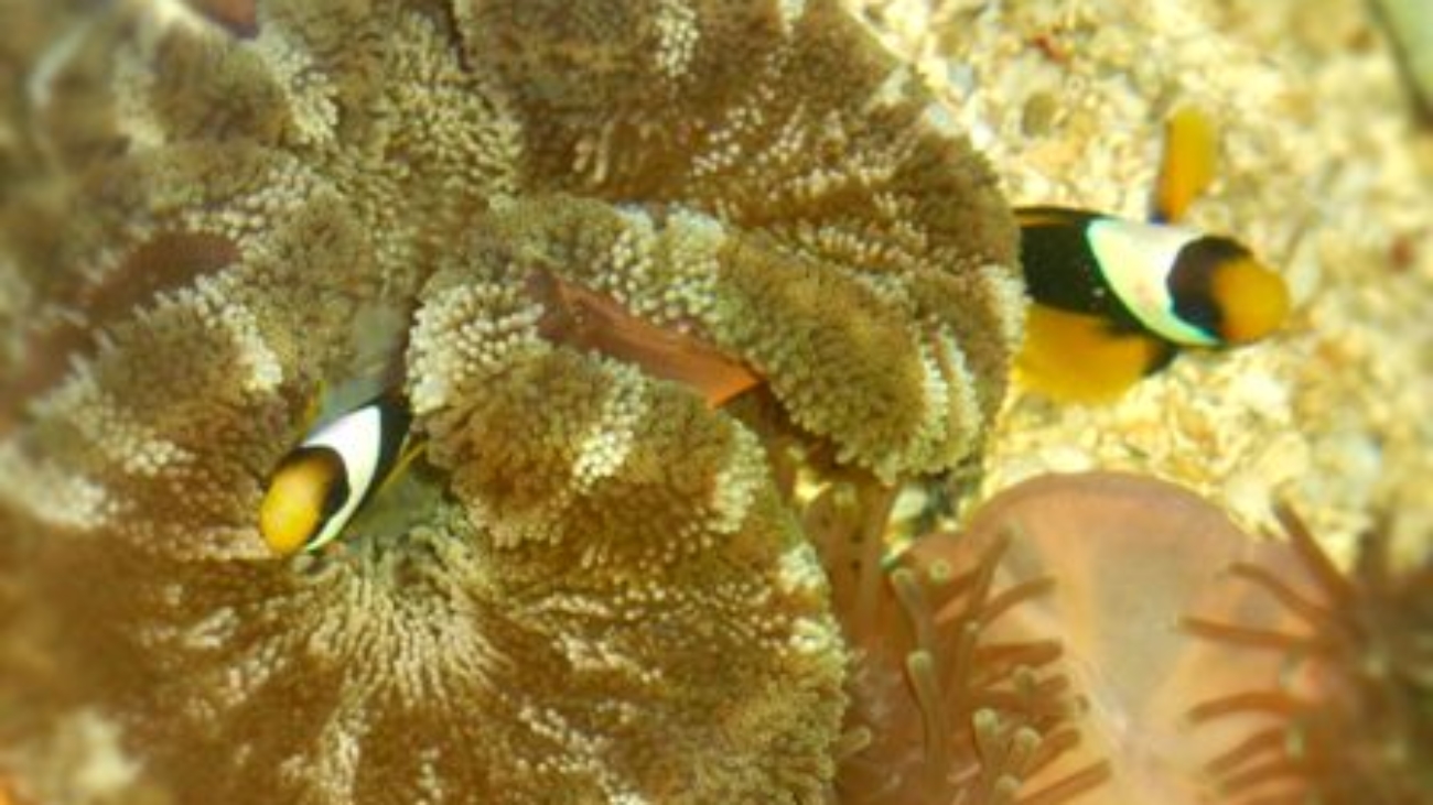 Sea-anemone-clownfish