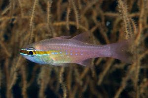 short-tooth cardinal fish