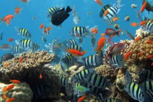 sea-underwater-biology-fish-coral-coral-reef-981484-pxhere.com
