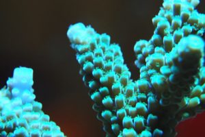 coral-2778435_1920