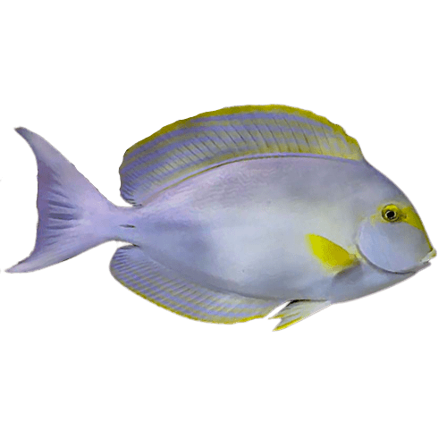 Acanthurus xanthopterus