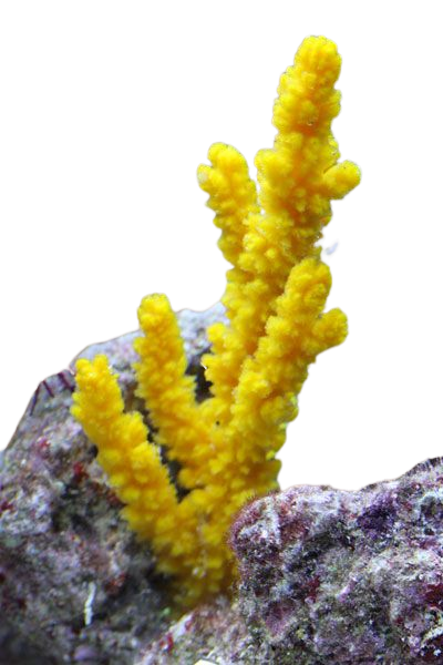Ptilocaulis sp yellow