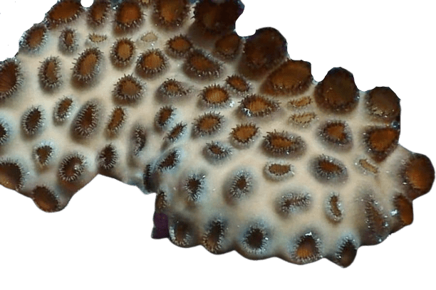 Palythoa natalensis beige