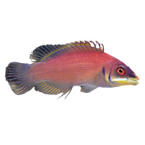 Pseudocheilinus specie