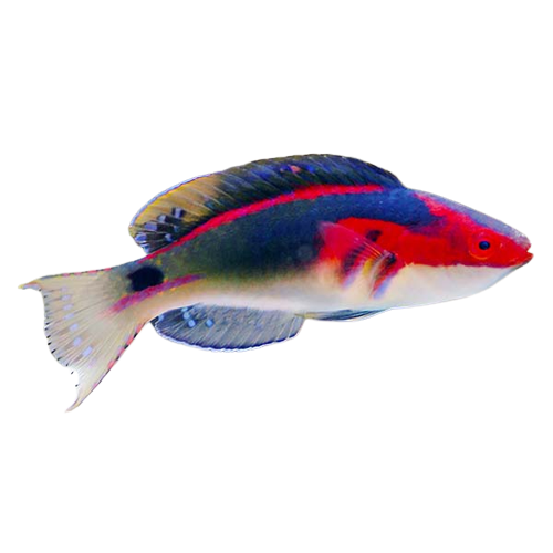 Cirrhilabrus exquisitus