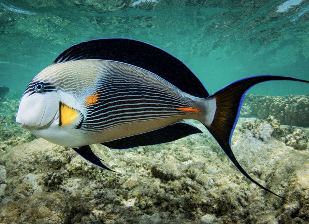 Acanthurus sohal