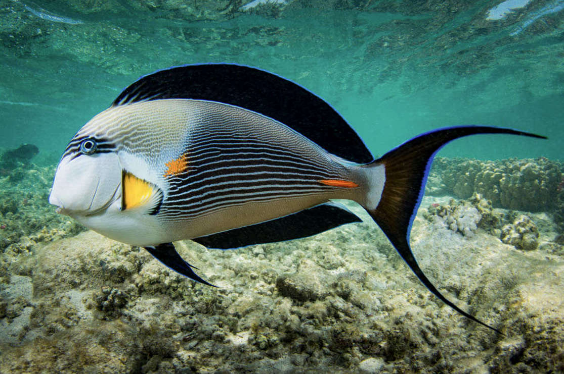 Acanthurus sohal