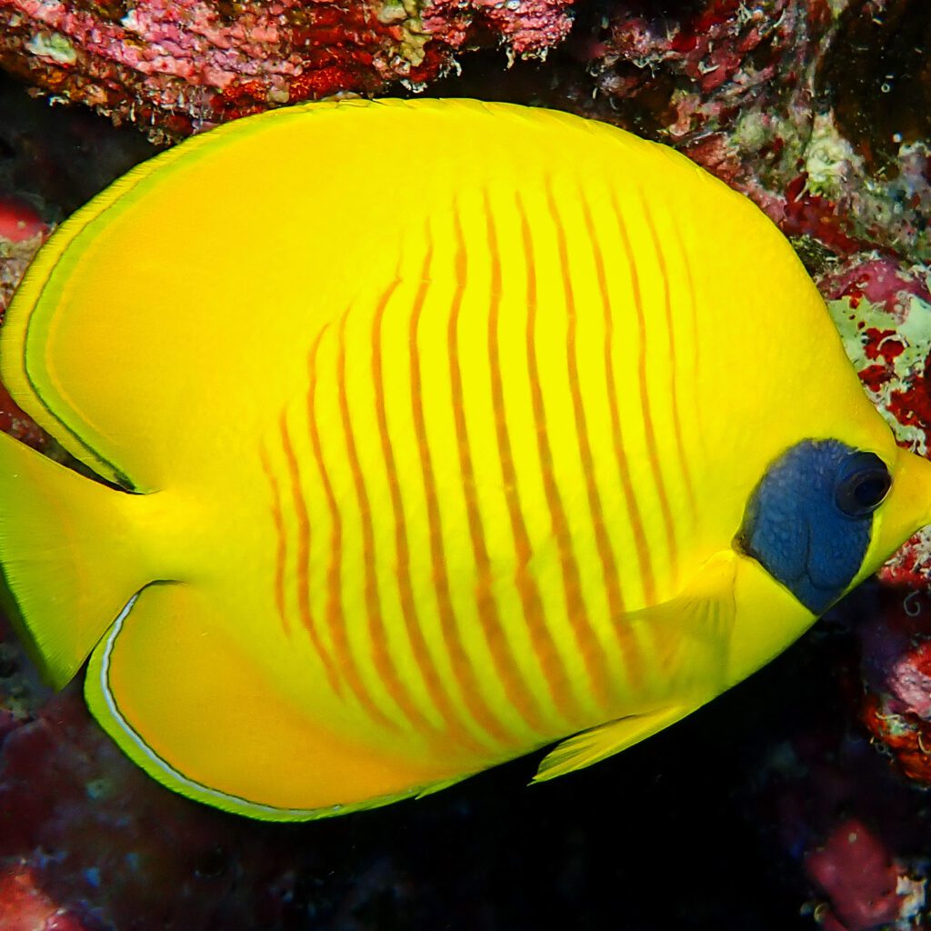 Chaetodon semilarvatus