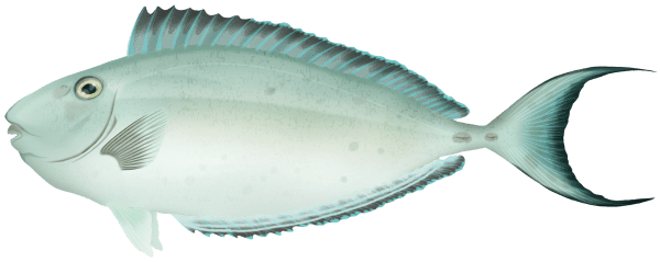 Naso fageni