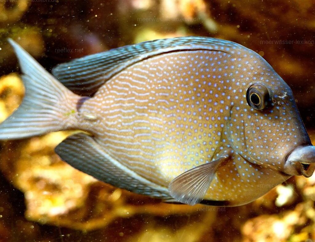 Ctenochaetus marginatus