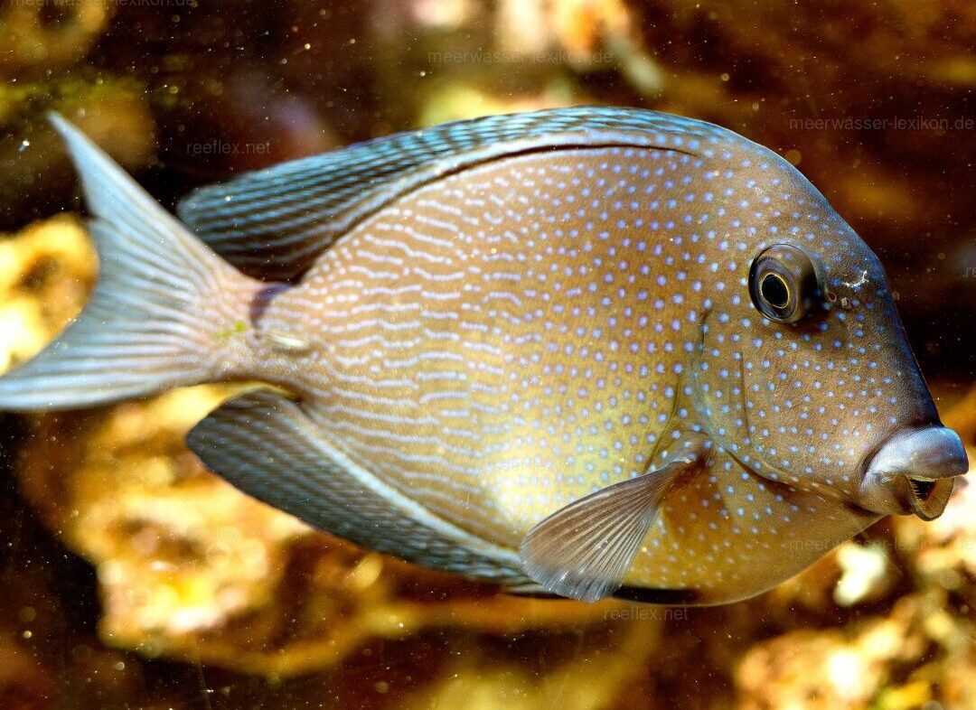 Ctenochaetus marginatus