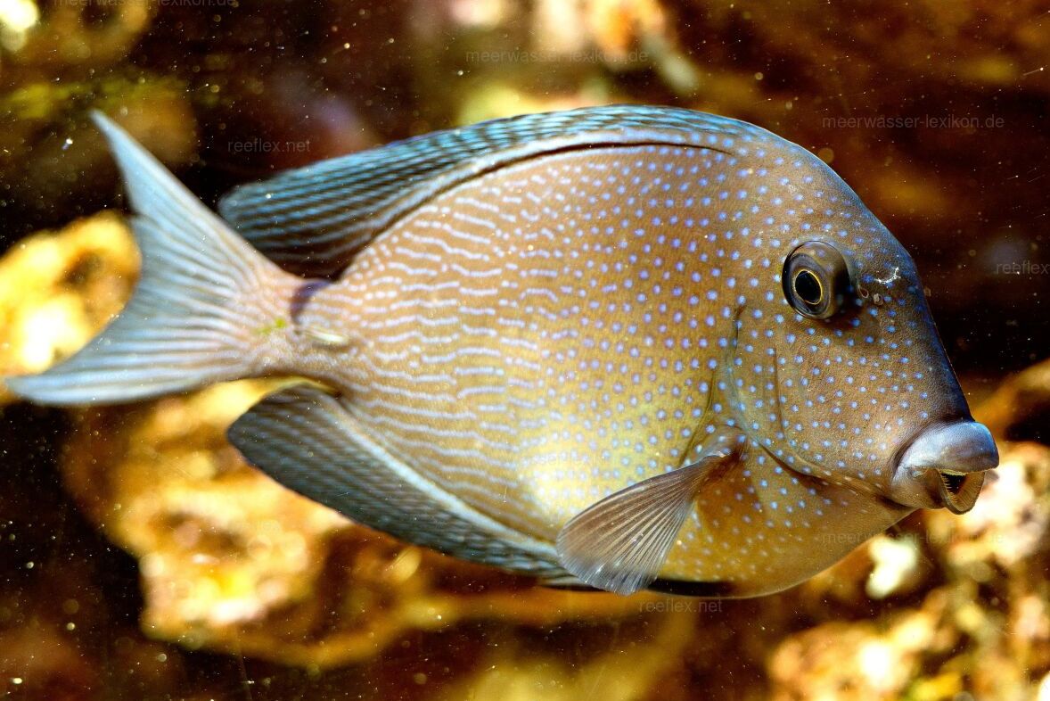 Ctenochaetus marginatus