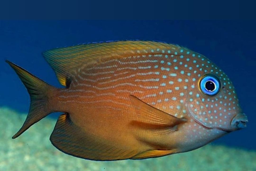 Ctenochaetus binotatus